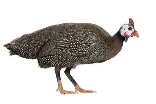 Složka granulí