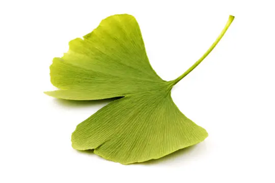 Složka granulí