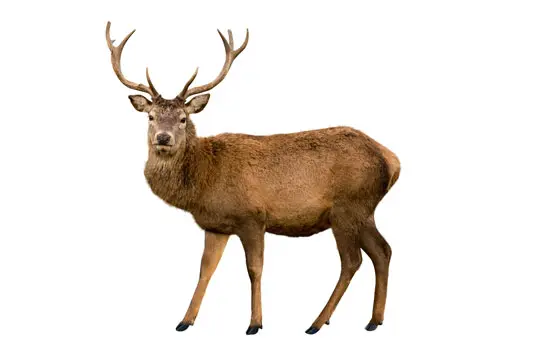 Složka granulí