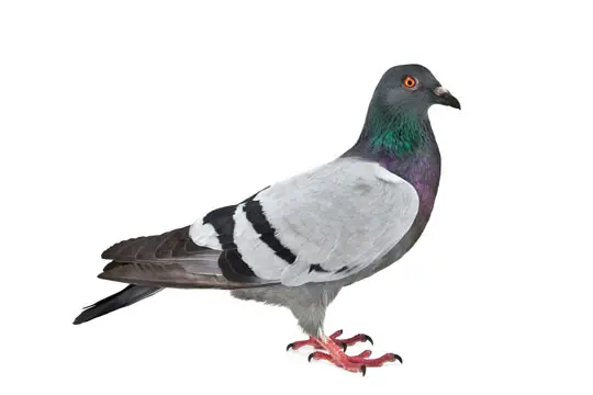 Složka granulí