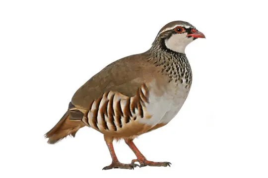 Složka granulí