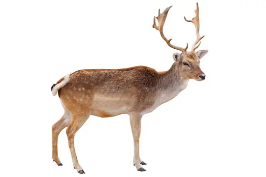 Složka granulí
