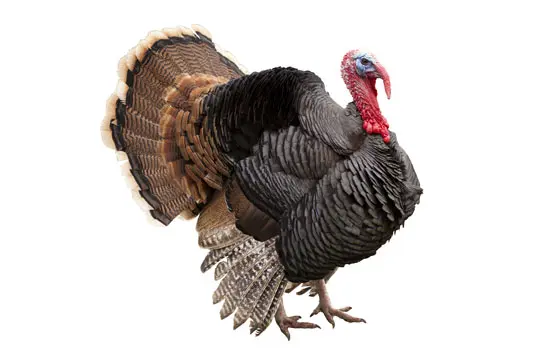 Složka granulí