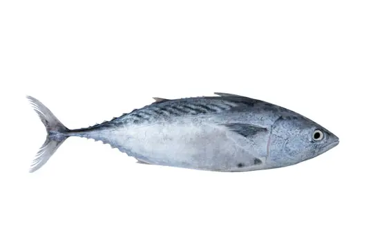 Složka granulí