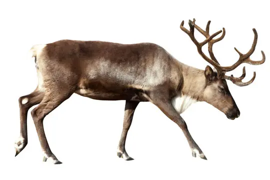 Složka granulí
